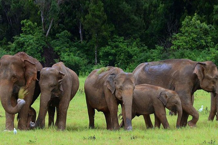 Udawalawa National Park